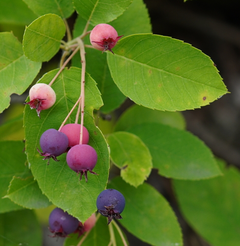 Amelanchier ovalis (Snowy mespilus) — photo