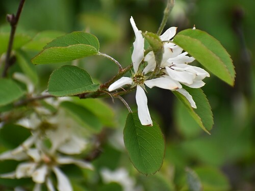 Amelanchier ovalis (Snowy mespilus) — photo
