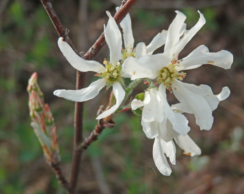 Amelanchier ovalis var. integrifolia