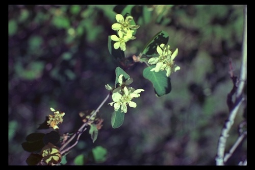 Amelanchier pallida (Pale serviceberry) — photo