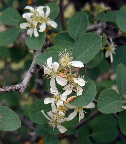 Amelanchier pallida