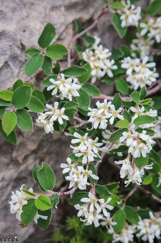 Amelanchier parviflora — photo