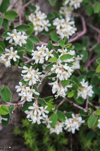 Amelanchier parviflora — photo