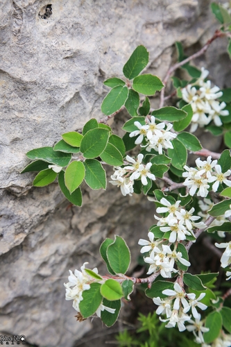 Amelanchier parviflora
