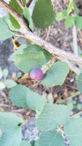 Amelanchier pumila — photo