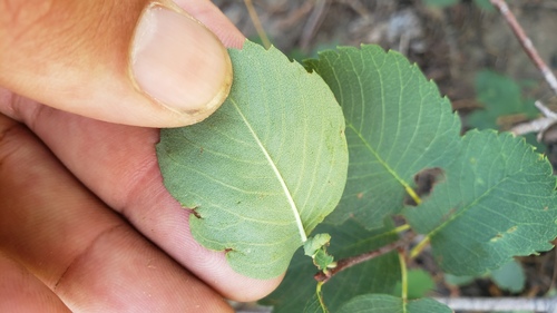 Amelanchier pumila — photo
