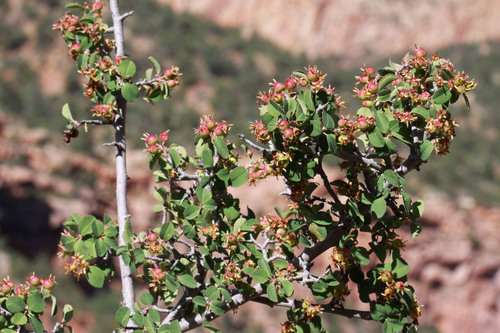 Amelanchier pumila