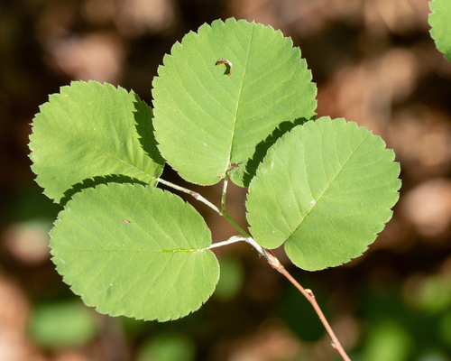 Amelanchier sanguinea (Roundleaf Serviceberry) — photo