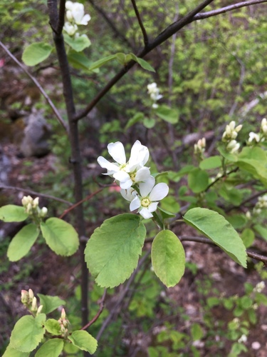 Amelanchier sanguinea (Roundleaf Serviceberry) — photo