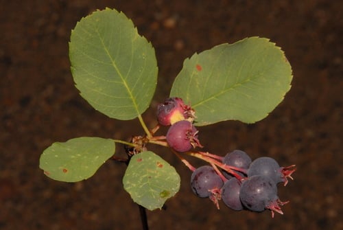 Amelanchier sanguinea