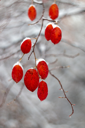 Amelanchier spicata — photo