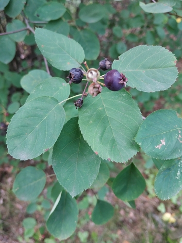 Amelanchier spicata — photo