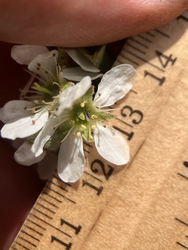 Amelanchier stolonifera (Quebec berry) — photo