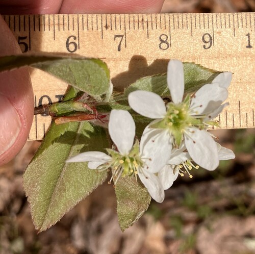 Amelanchier stolonifera (Quebec berry) — photo