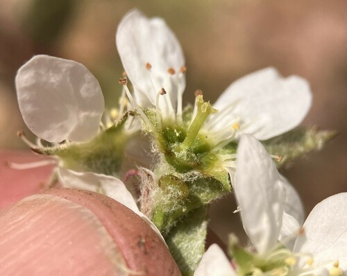 Amelanchier stolonifera