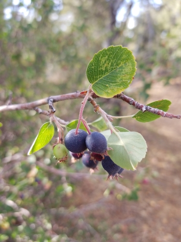 Amelanchier utahensis (Utah serviceberry) — photo