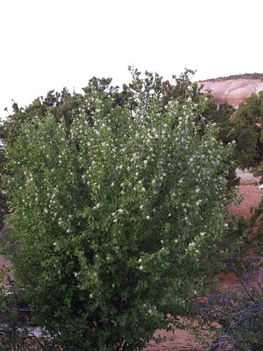 Amelanchier utahensis (Utah serviceberry) — photo