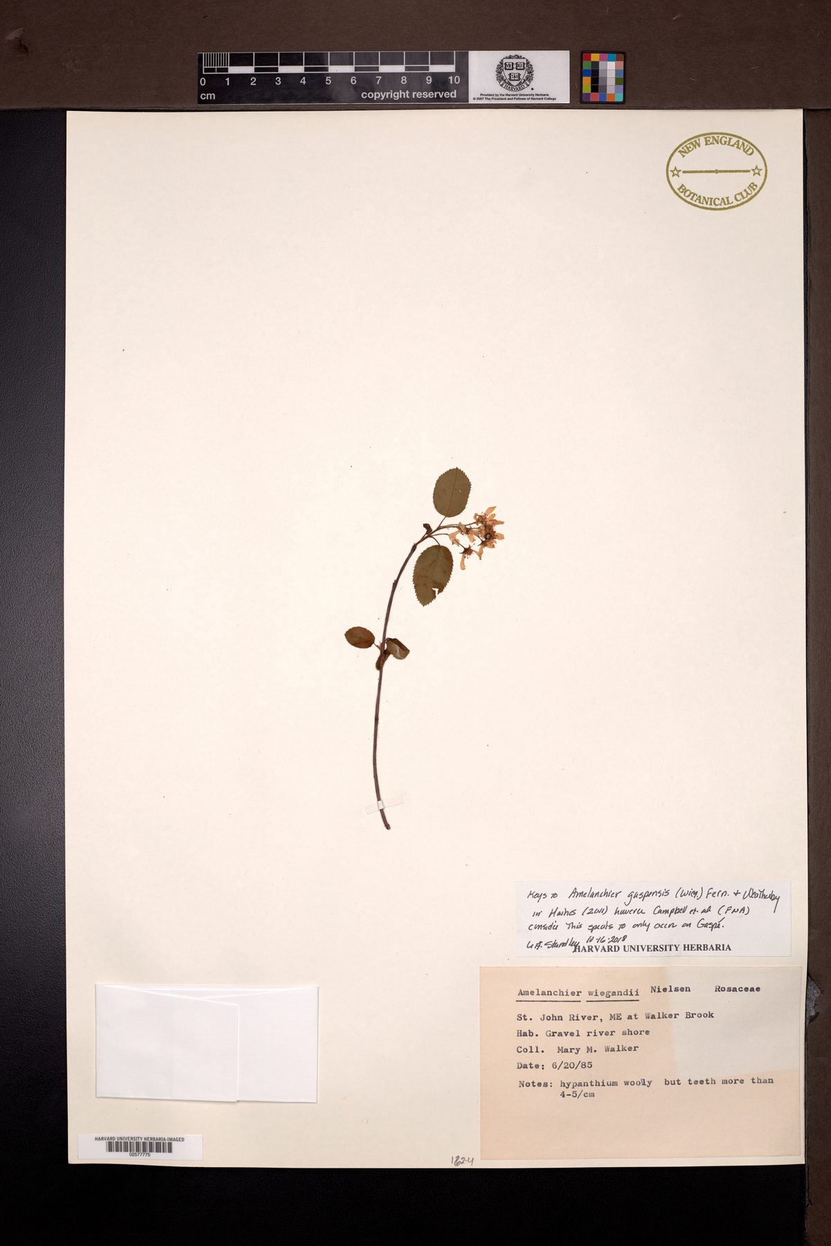 Amelanchier wiegandii