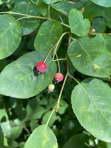 Amelanchier x grandiflora (Apple serviceberry) — photo