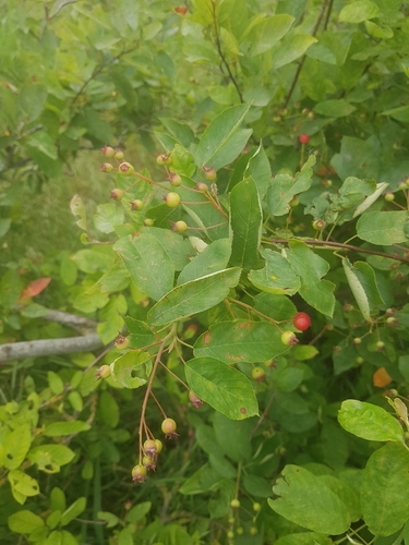 Amelanchier x grandiflora