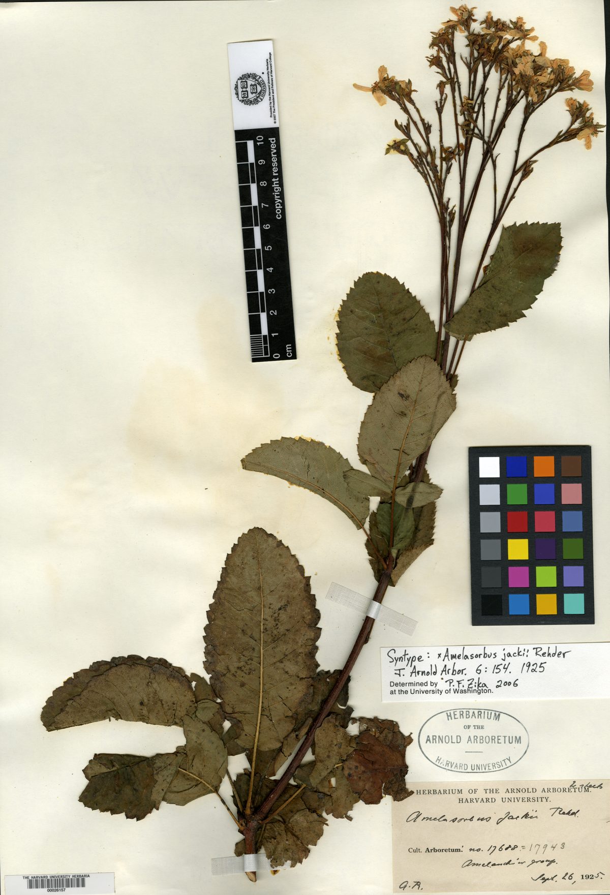 Amelasorbus jackii — photo