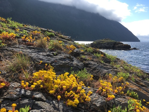 Amerosedum lanceolatum (Spearleaf stonecrop) — photo