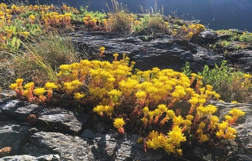Amerosedum lanceolatum (Spearleaf stonecrop) — photo