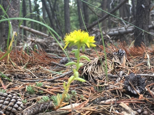 Amerosedum lanceolatum