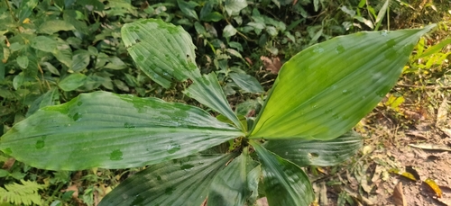 Amischotolype mollissima — photo