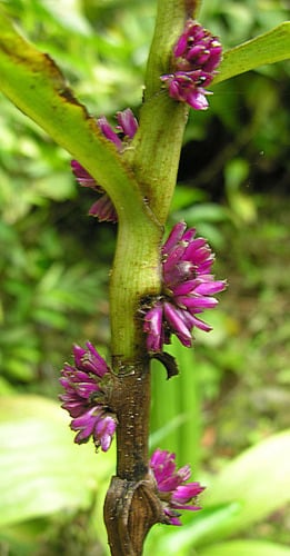 Amischotolype mollissima