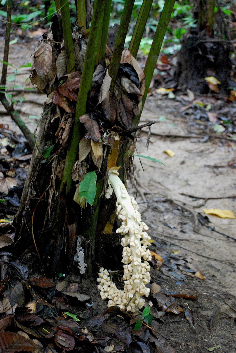 Ammandra decasperma (Ten seed ammandra) — photo