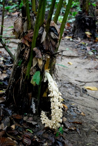 Ammandra decasperma
