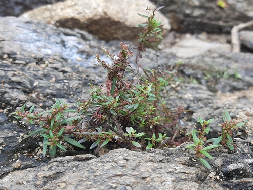 Ammannia baccifera (Blistering ammania) — photo