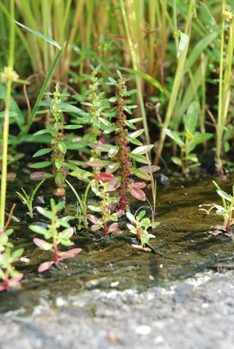 Ammannia baccifera (Blistering ammania) — photo
