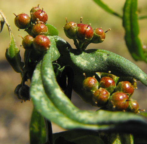 Ammannia multiflora (Jerry-jerry) — photo