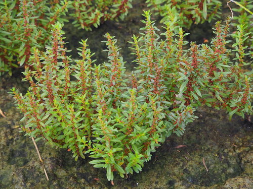 Ammannia multiflora