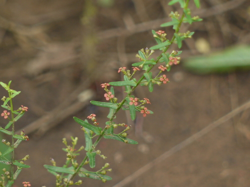 Ammannia multiflora (Jerry-jerry) — photo