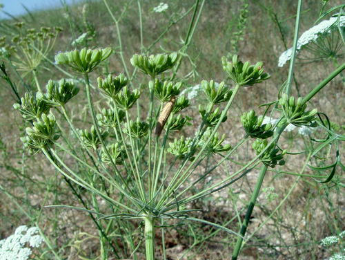 Ammi majus (Bishop's weed) — photo