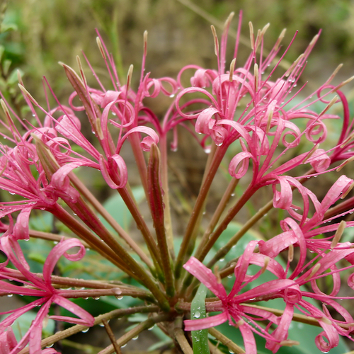 Ammocharis tinneana — photo