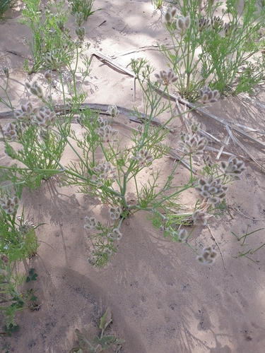 Ammodaucus leucotrichus (Cafoun) — photo