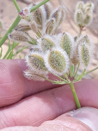 Ammodaucus leucotrichus (Cafoun) — photo