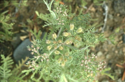 Ammodaucus leucotrichus