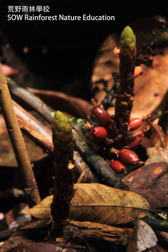 Amomum anomalum (Tubu kering apad) — photo