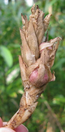 Amomum compactum (Round cardamom) — photo