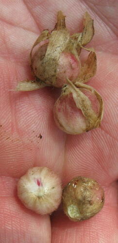 Amomum compactum (Round cardamom) — photo