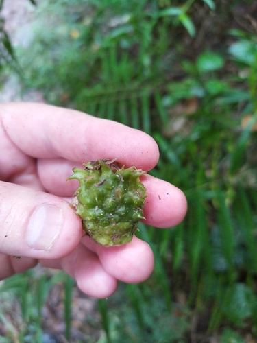 Amomum dallachyi (Native Ginger) — photo