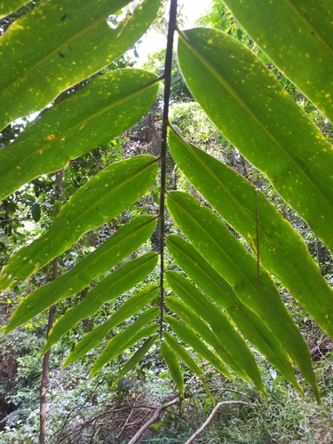 Amomum dallachyi (Native Ginger) — photo