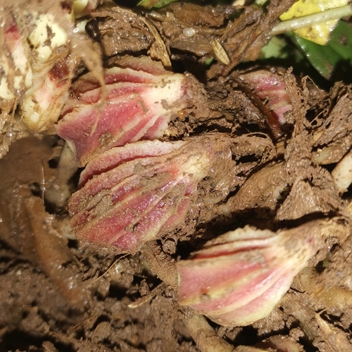 Amomum dealbatum — photo