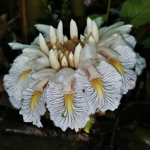 Amomum dealbatum — photo
