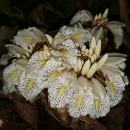 Amomum dealbatum